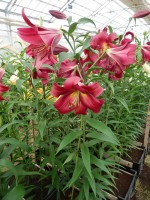 [4140 Musassi No101.JPG]